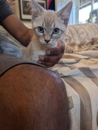 Biscuit & Gravy -male bonded kittens - Photo 3