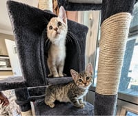 Biscuit & Gravy -male bonded kittens - Photo 1