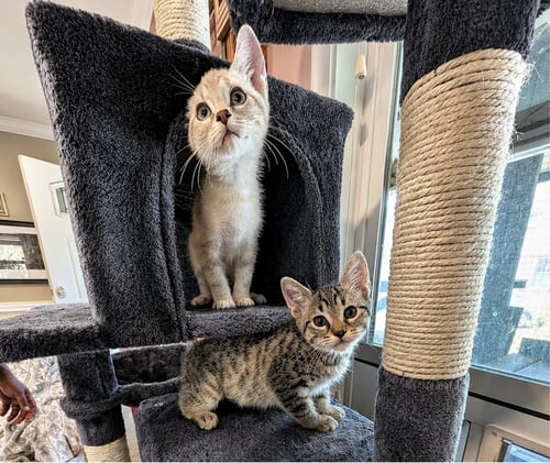 BISCUIT & GRAVY -MALE BONDED KITTENS - Siamese / Tabby available for adoption