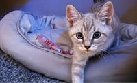 Biscuit & Gravy -male bonded kittens - Photo 4