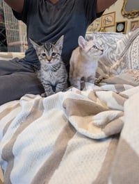 Biscuit & Gravy -male bonded kittens - Photo 2