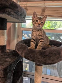 Biscuit & Gravy -male bonded kittens - Photo 5