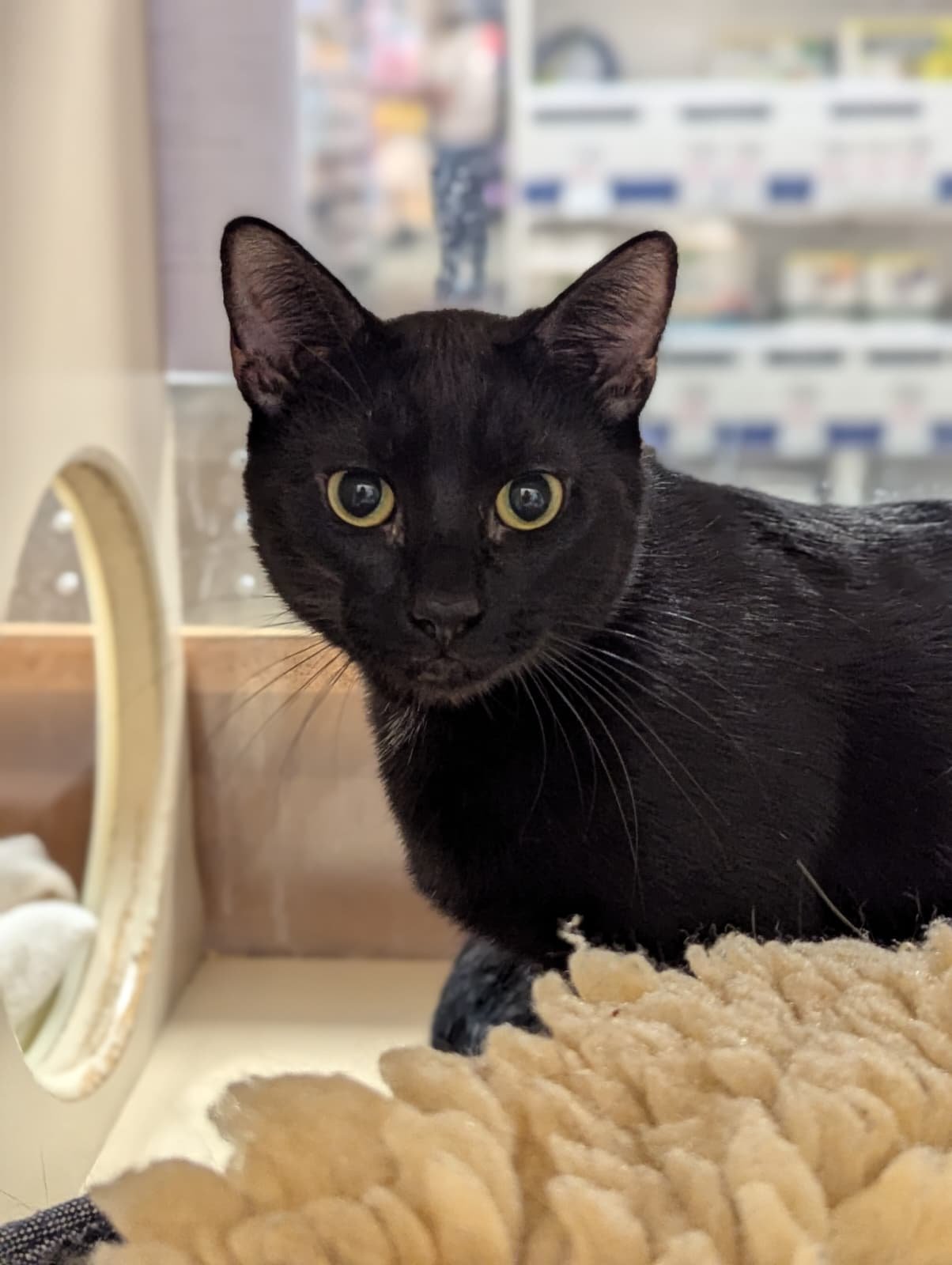 FRAZIER - TEEN MALE KITTEN - Domestic Short Hair for adoption in Sunnyvale