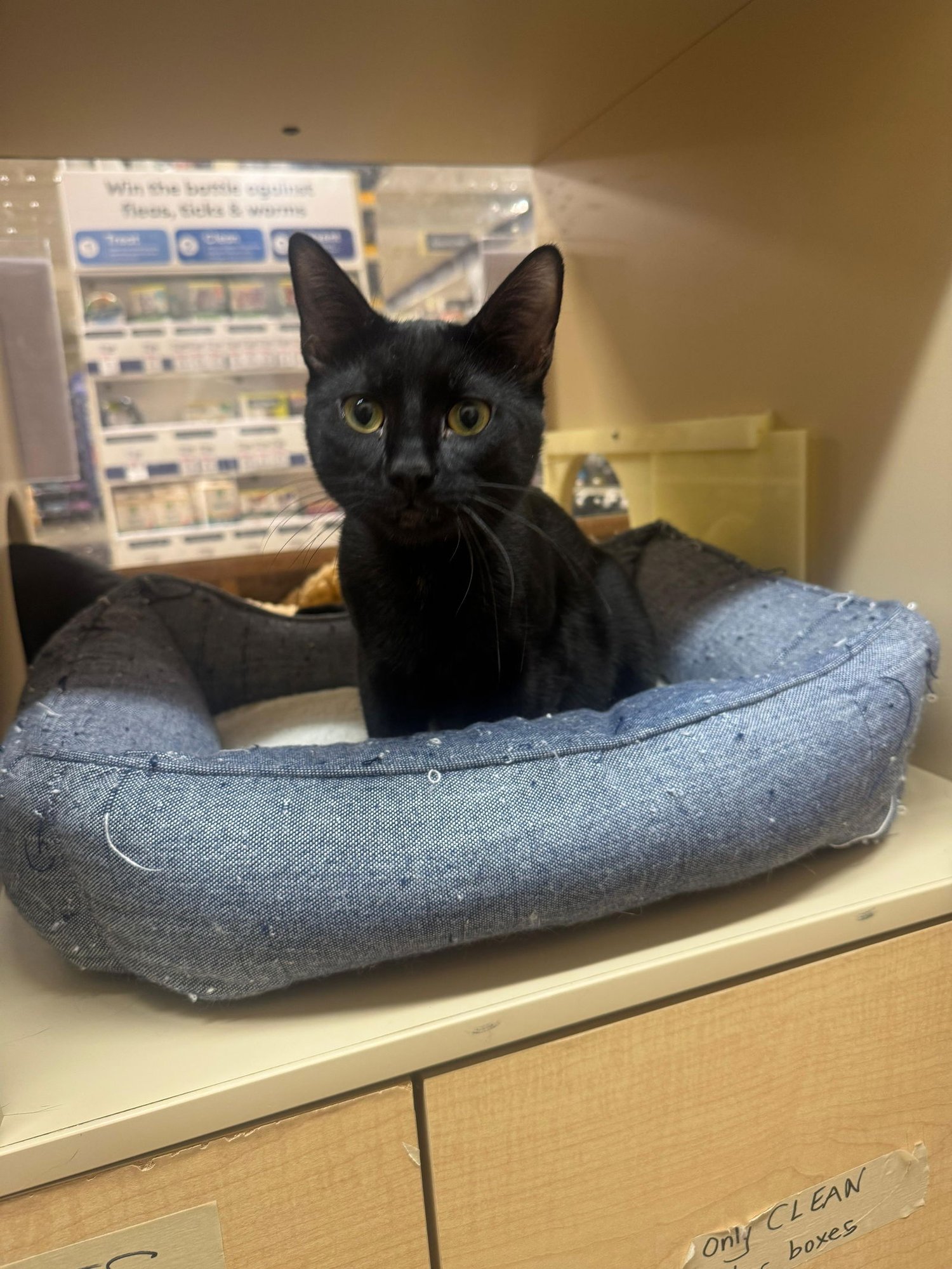 Frazier - teen male kitten - Photo 2