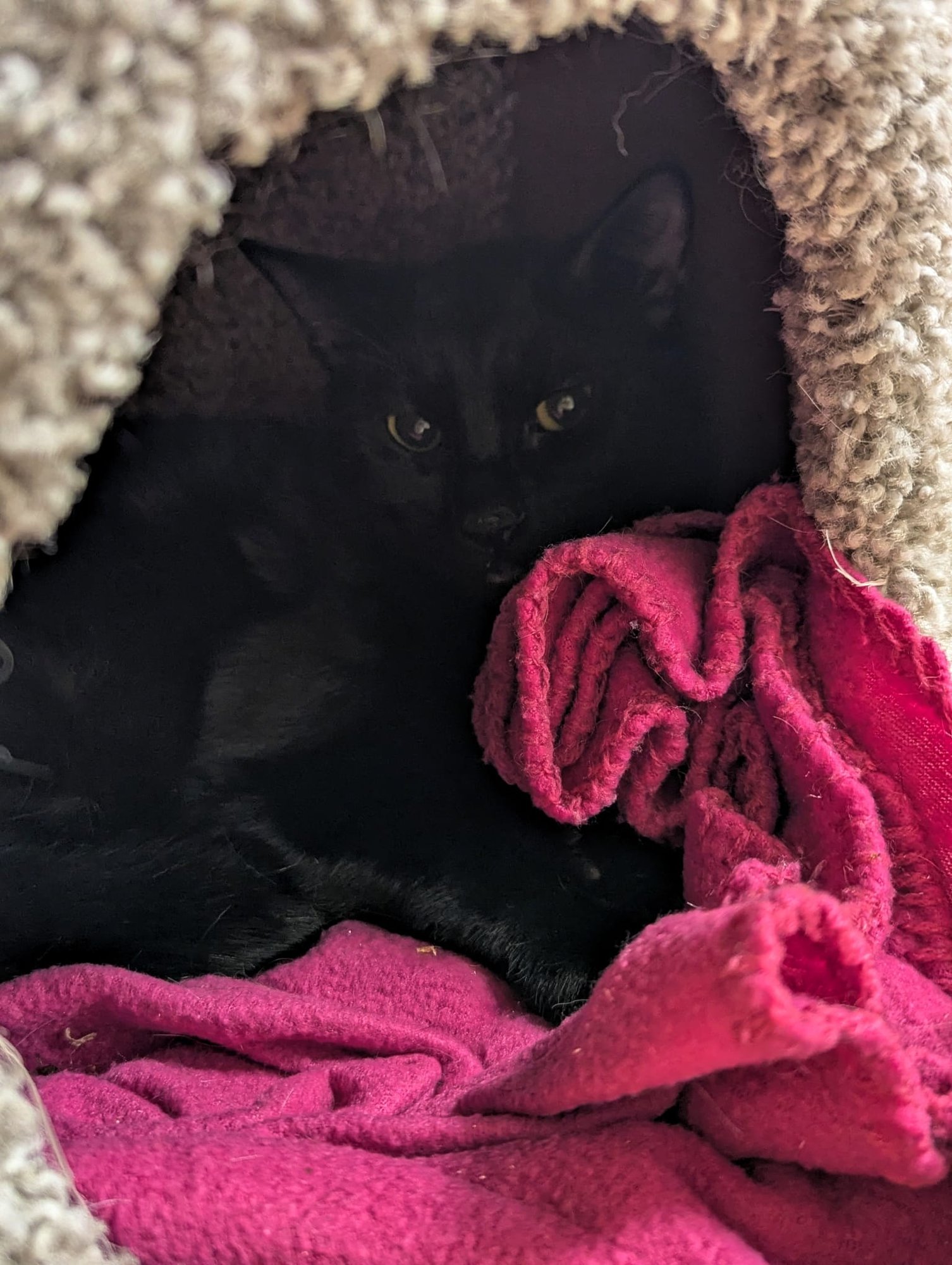 Frazier - teen male kitten - Photo 3