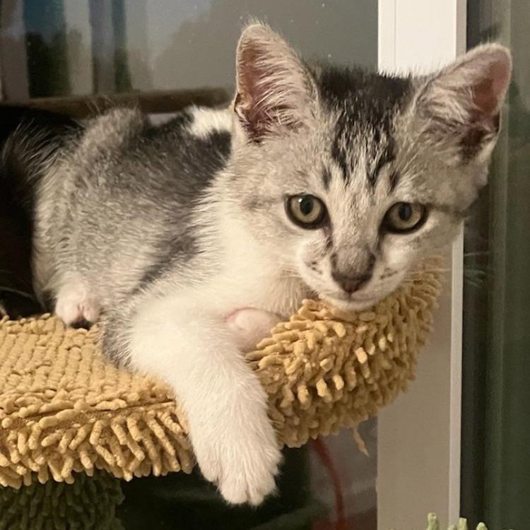 Coraline - female kitten Image