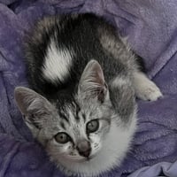 Coraline - female kitten - Photo 3