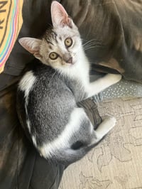 Coraline - female kitten - Photo 4