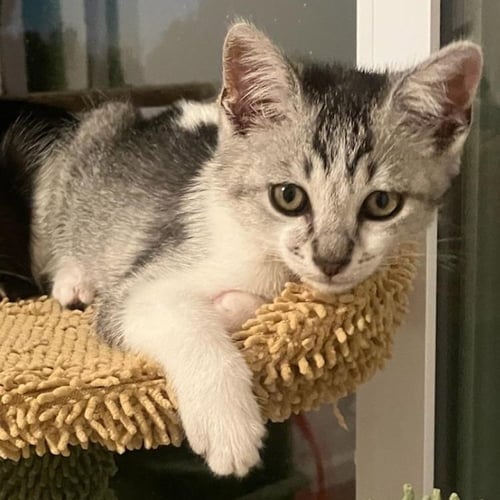 CORALINE - FEMALE KITTEN - Tabby available for adoption