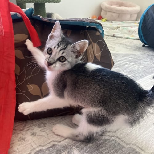 CORALINE - FEMALE KITTEN - Tabby available for adoption