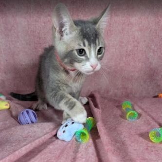 ODIN - MALE KITTEN - Tabby available for adoption