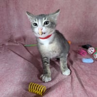 Odin - male kitten - Photo 3