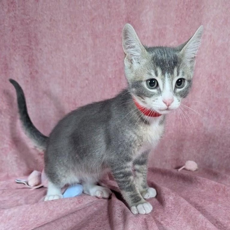 Odin - male kitten Image