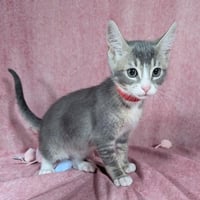 Odin - male kitten - Photo 1