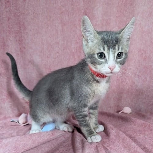 ODIN - MALE KITTEN - Tabby available for adoption