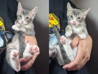 Odin - male kitten - Photo 5