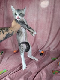 Odin - male kitten - Photo 4