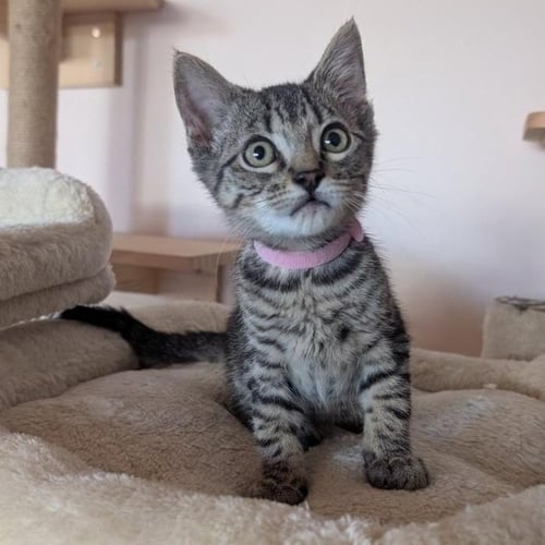 DAHLIA - FEMALE KITTEN