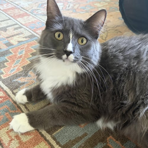 ATLAS & ATHENA - BONDED TEEN SIBLINGS - Domestic Long Hair / American Shorthair available for adoption