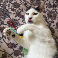 Atlas & Athena - bonded teen siblings - Photo 3