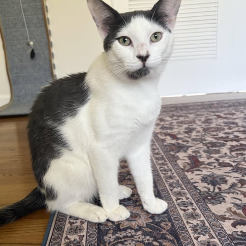 ATLAS & ATHENA - BONDED TEEN SIBLINGS - Domestic Long Hair / American Shorthair available for adoption