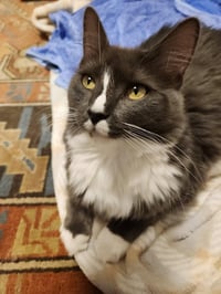 Atlas & Athena - bonded teen siblings - Photo 4