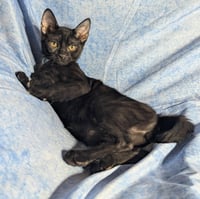 Milan - male kitten - Photo 4