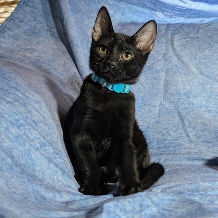 Milan - male kitten Image