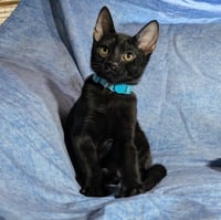 Milan - male kitten - Photo 1