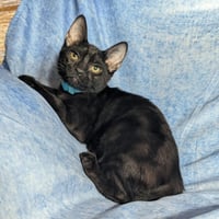 Milan - male kitten - Photo 3