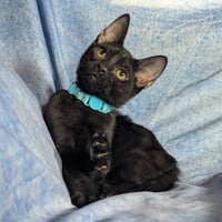 Milan - male kitten - Photo 6