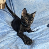 Milan - male kitten - Photo 5
