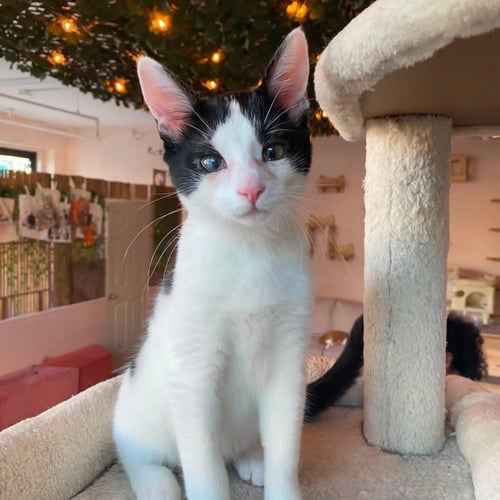 JOHNNY - MALE KITTEN - Domestic Short Hair available for adoption