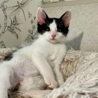 Johnny - male kitten - Photo 3