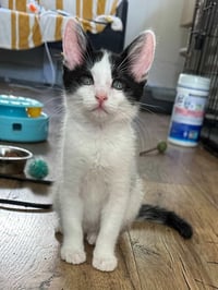 Johnny - male kitten - Photo 1