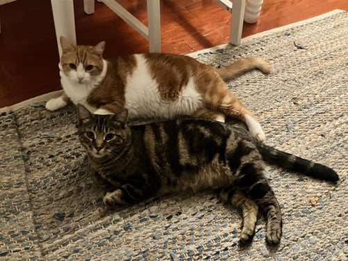 TOAST & BUTTER - BONDED PAIR - Tabby available for adoption