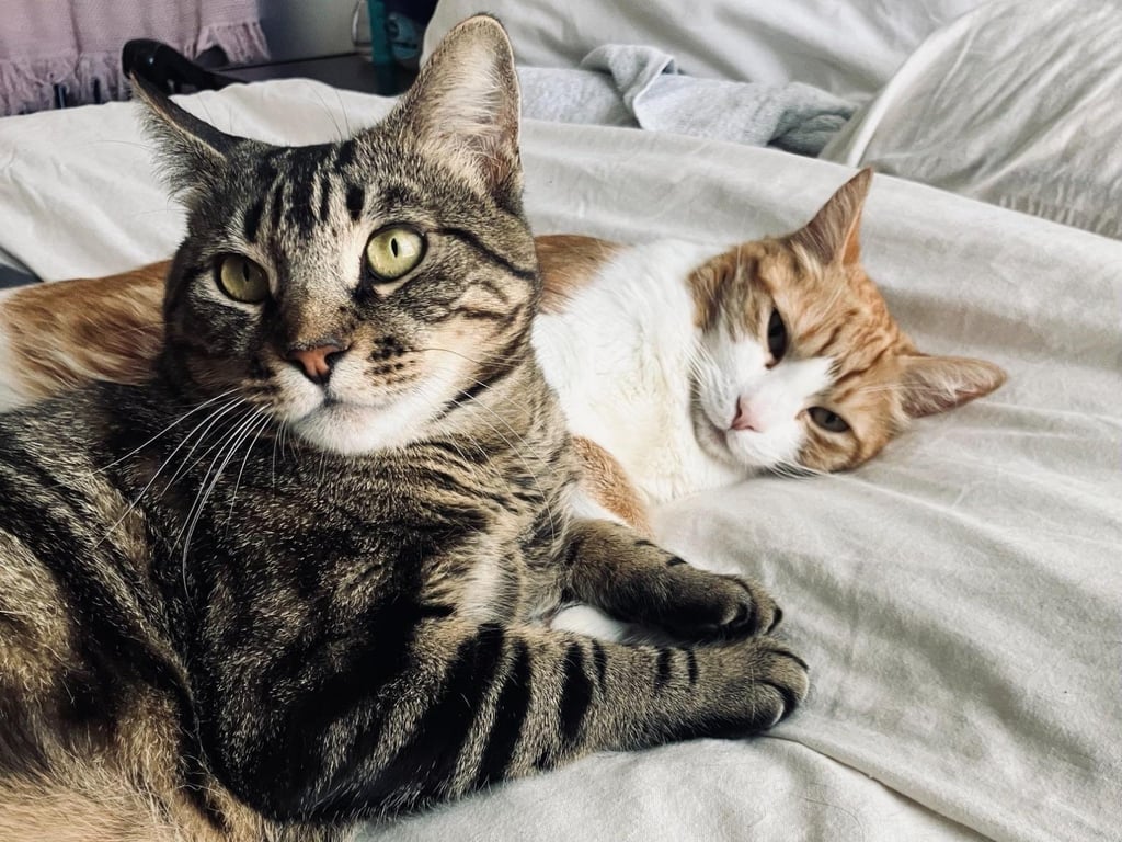 Toast & Butter - bonded pair Image