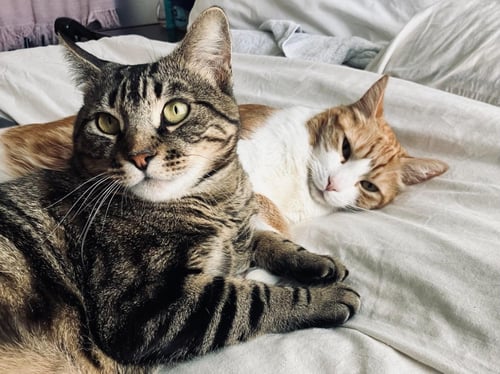 TOAST & BUTTER - BONDED PAIR - Tabby available for adoption