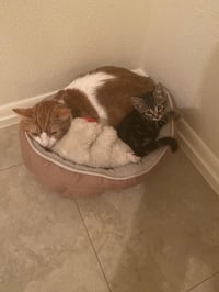 Toast & Butter - bonded pair - Photo 5