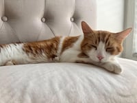 Toast & Butter - bonded pair - Photo 3