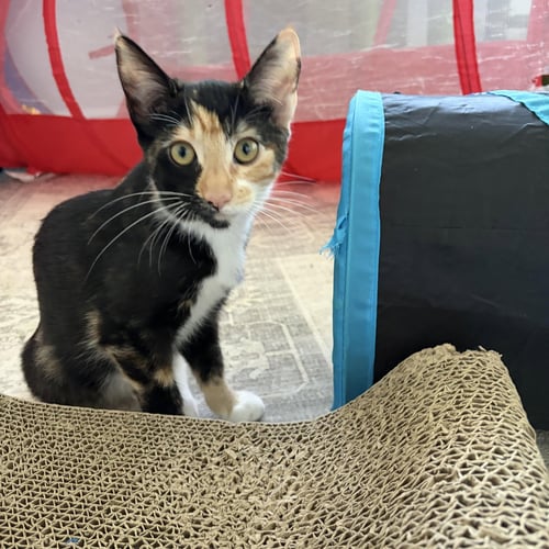 SHAKIRA - FEMALE KITTEN