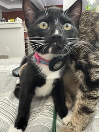 Betsy - female kitten - Photo 2