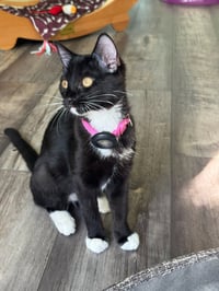Betsy - female kitten - Photo 3