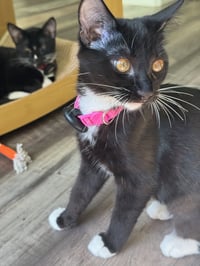 Betsy - female kitten - Photo 4