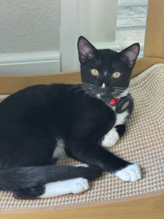 Betsy - female kitten Image