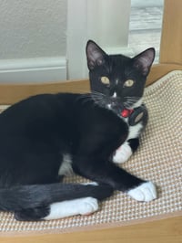 Betsy - female kitten - Photo 1