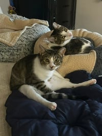 Binx and Nina - bonded teen kittens - Photo 3