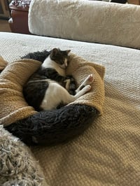 Binx and Nina - bonded teen kittens - Photo 4