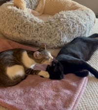 Binx and Nina - bonded teen kittens - Photo 2