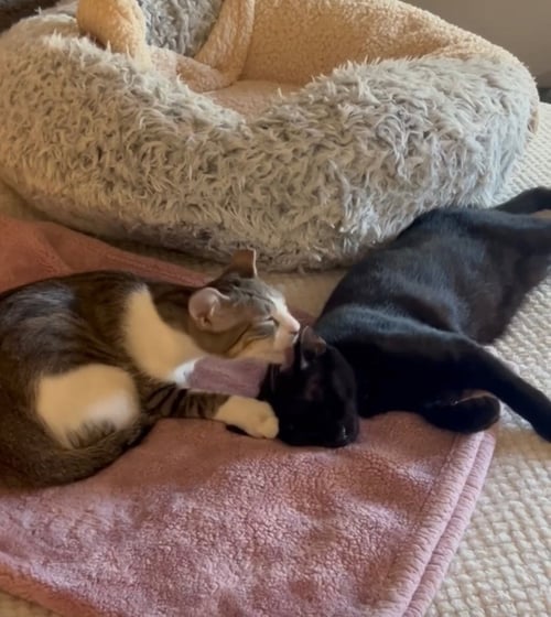 BINX AND NINA - BONDED TEEN KITTENS - Domestic Short Hair / Tabby available for adoption